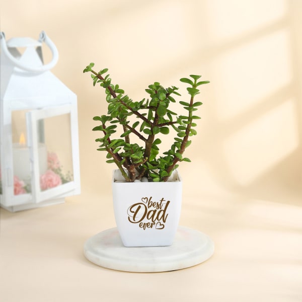 Father's Day Best Dad Ever Jade Plant In Ceramic Planter