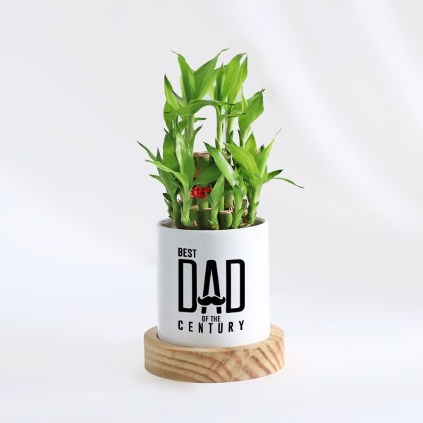 Father's Day Dad Of The Century Bamboo Plant With Pot