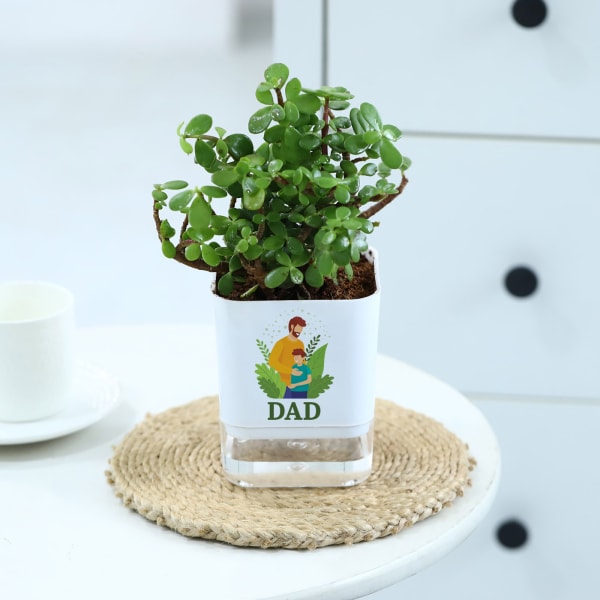 Father's Day Jade Plant In Self Watering Planter