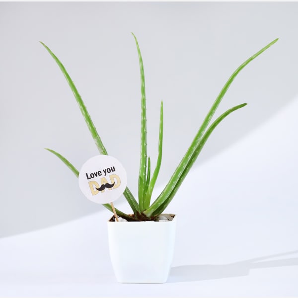 Father's Day Love You Dad Aloe Vera Plant With Planter