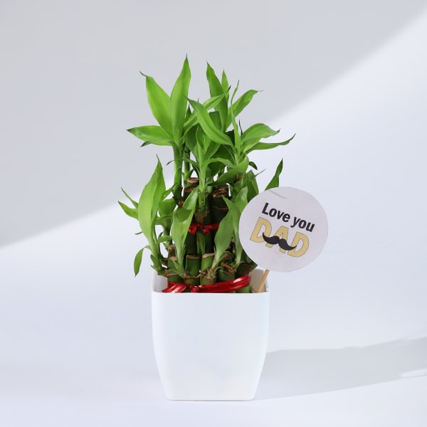 Father's Day Love You Dad Bamboo Plant With Planter
