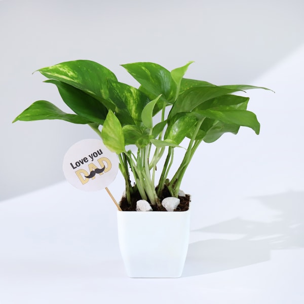 Father's Day Love You Dad  Money Plant With Planter