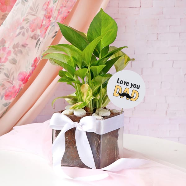 Father's Day Special Money Plant In Square Glass Vase