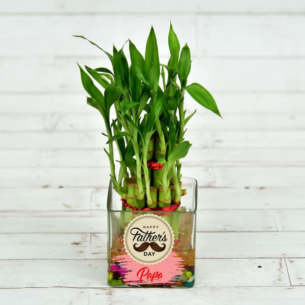 Fathers Special Two Layer Lucky Bamboo In Glass Vase (Mild Light/Less Water)