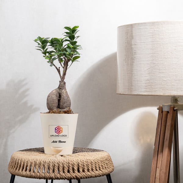 Ficus Bonsai Plant Medium Customized with logo and Name