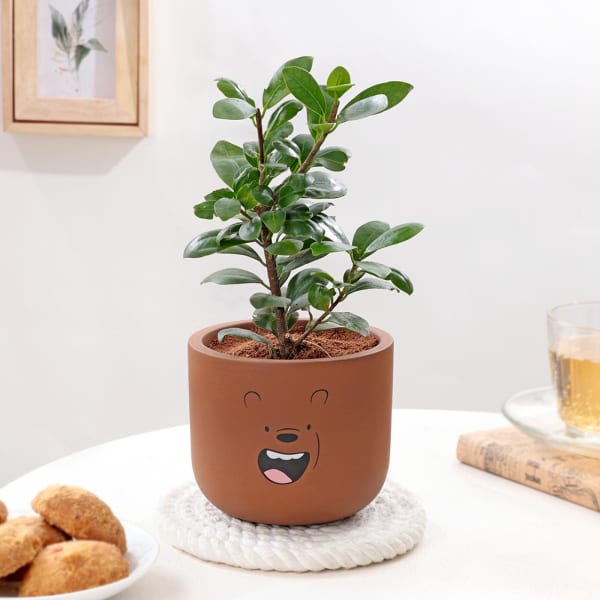 Ficus Compacta In Teddy Terracotta Pot