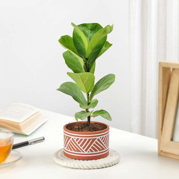 Fiddle Leaf Fig In Desert Lines Pot