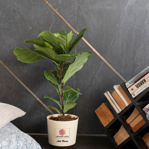 Fiddle Leaf Fig Plant Customized with logo and Name