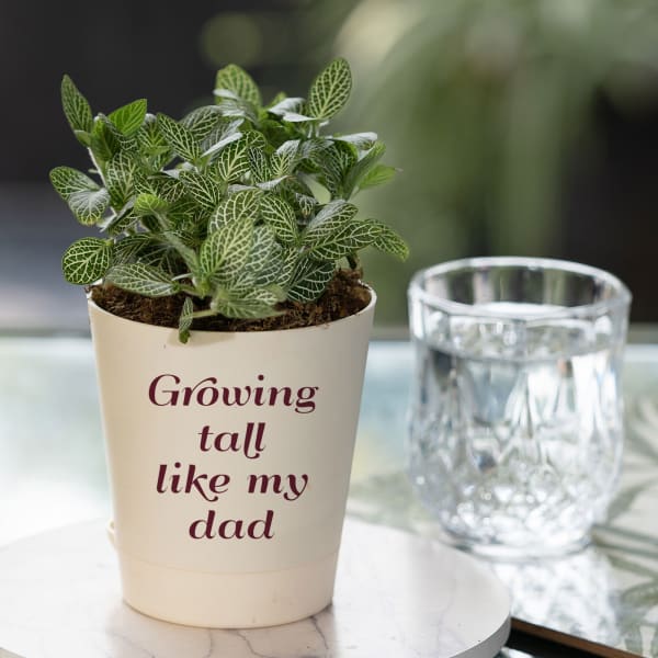 Fittonia Green Plant For Best Dad