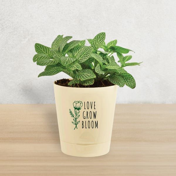 Fittonia In Motivational Planter
