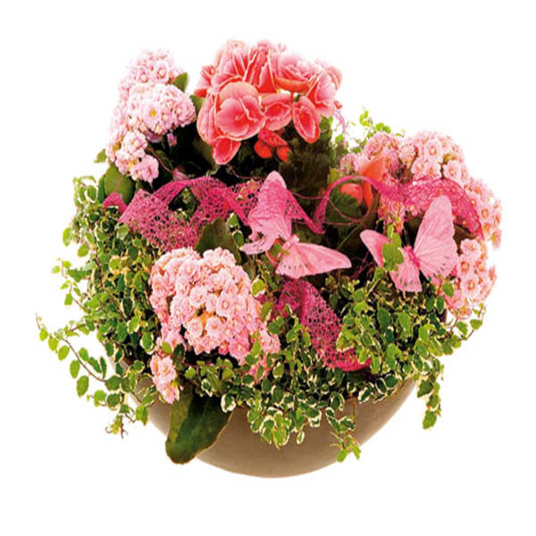 Florist's choice planting in a low bowl