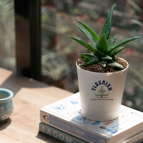 Flourish Aloe Vera Mini Plant Customized with logo