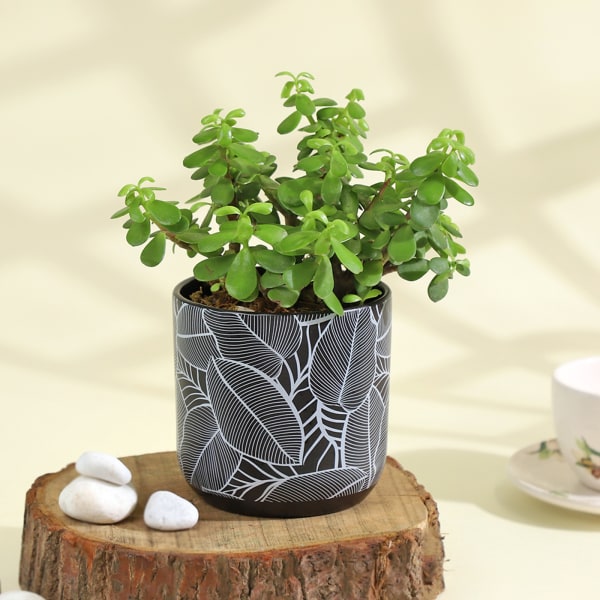 Flourishing Jade Plant in a Leaf Design Ceramic Planter