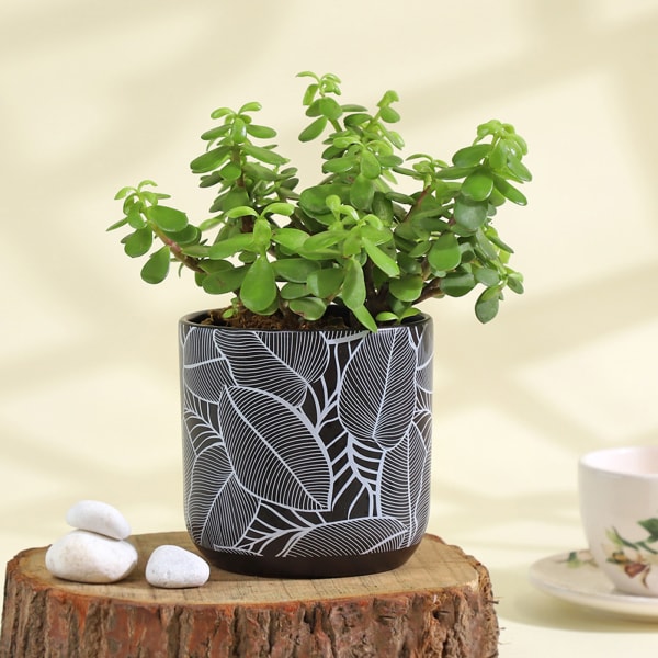 Flourishing Jade Plant in a Leaf Design Ceramic Planter