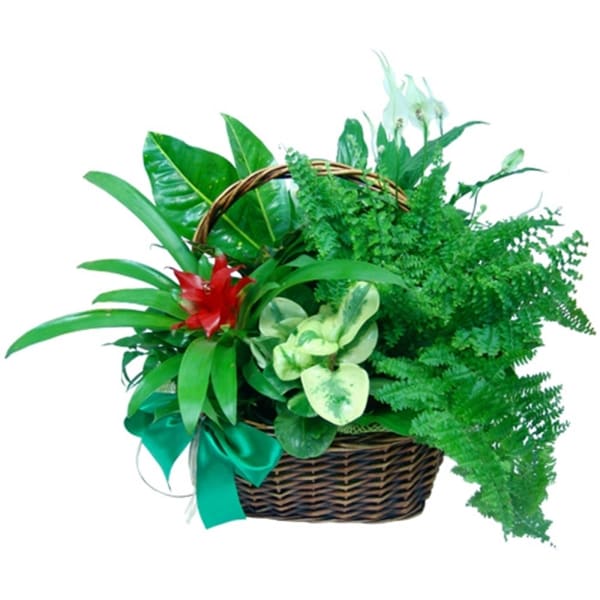 Flowerpot plants composition