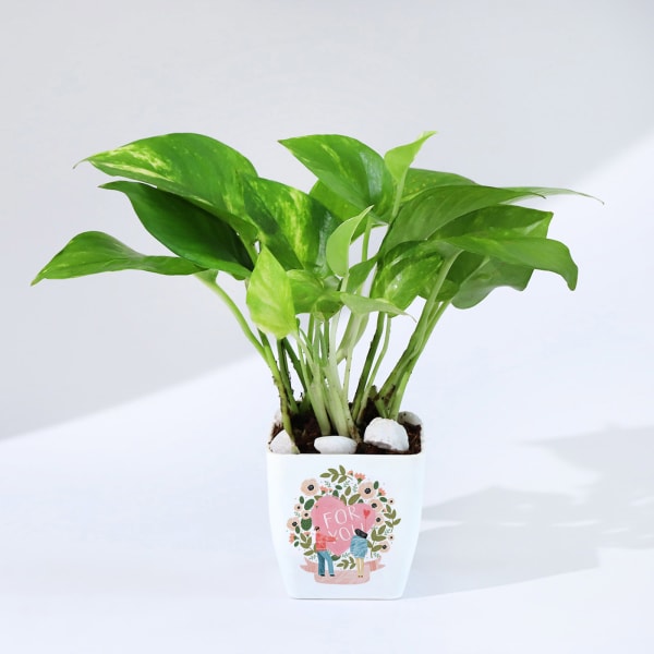 For You - Money Plant With Planter