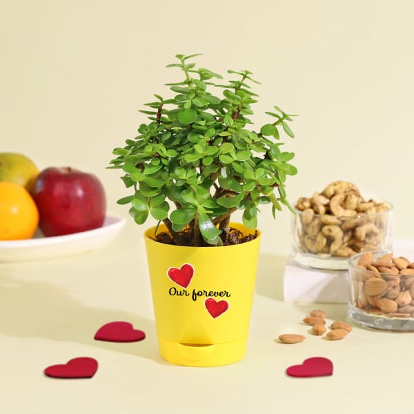 Forever Jade Mini Valentine Plant
