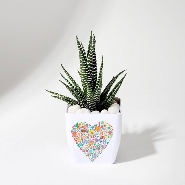 Forever Yours - Haworthia Succulent With Planter