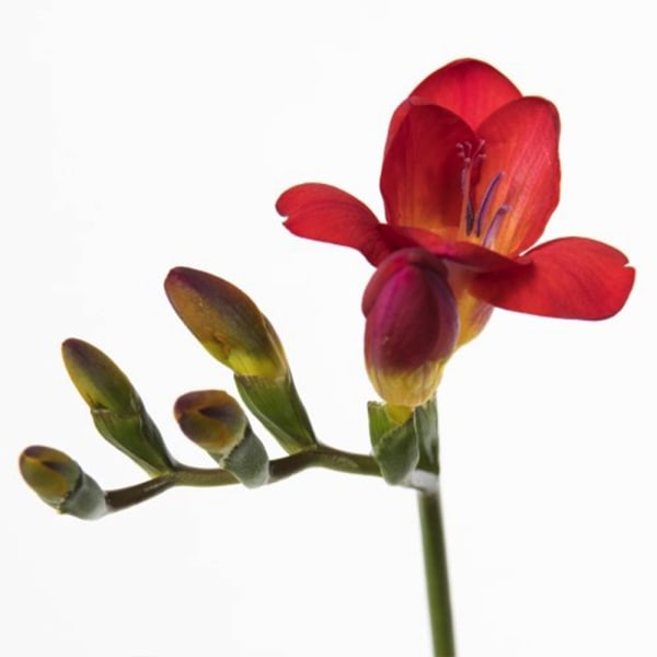 Freesia Red passion