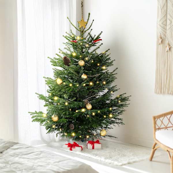 Fresh Christmas Tree And Decorations - Medium