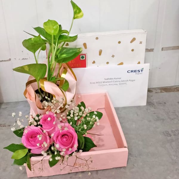 Gift Hamper with Chocolates and a Money Plant