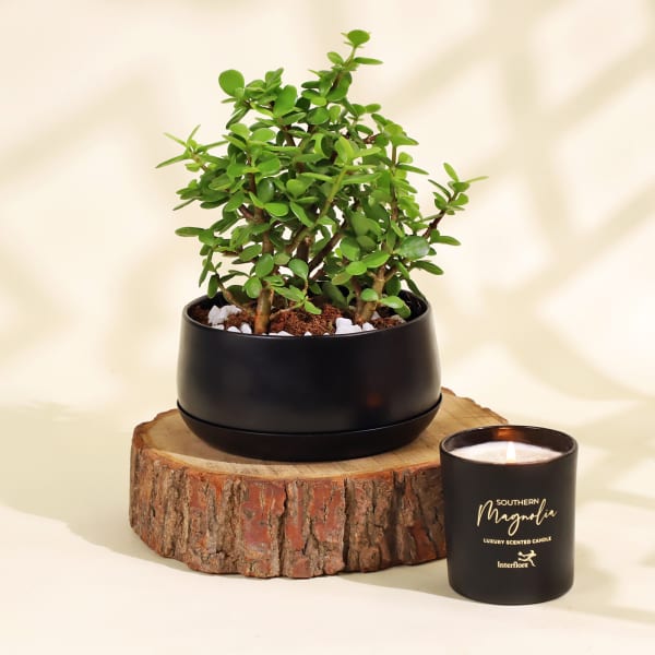 Gift-Worthy Jade Plant in a Metal Planter