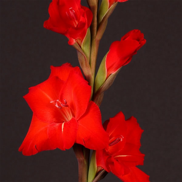 Gladiolus Chinon (Bunch of 10)
