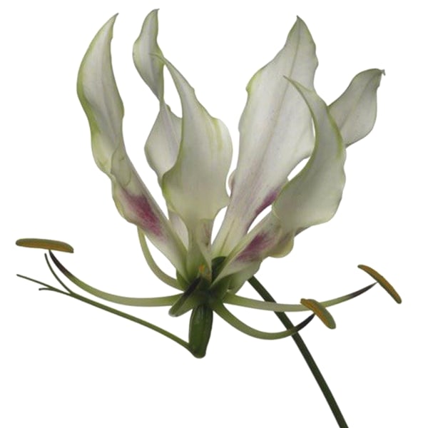 Gloriosa White (Bunch of 10)