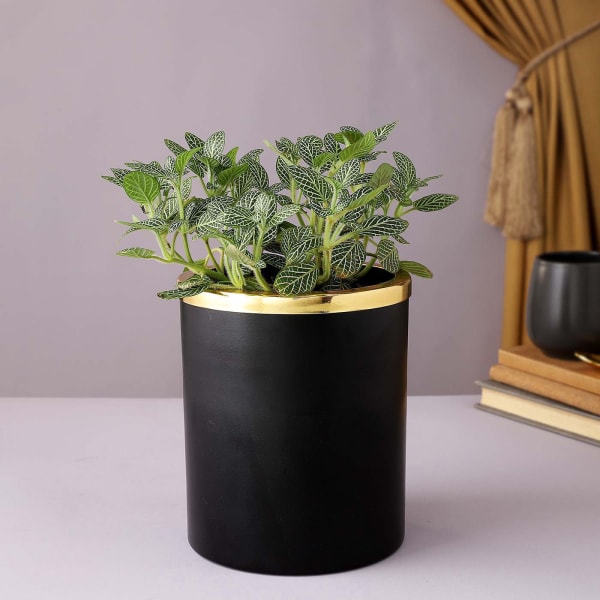 Gold And Black Metal Planter With Fittonia Plant