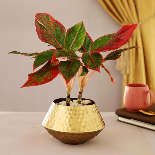 Golden Hammered Metal Planter With Aglaonema Plant