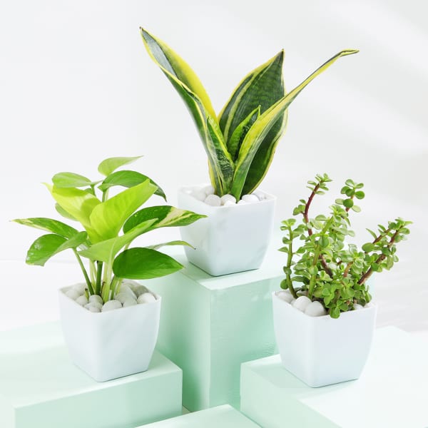 Good Fortune Trio - Money, Snake And Jade Plant With Pot
