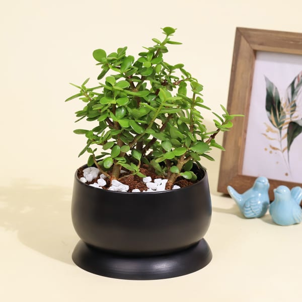 Good Luck Jade Plant in a Metal Planter
