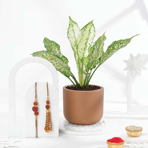 Green Blessings Bhaiya Bhabhi Rakhi Combo