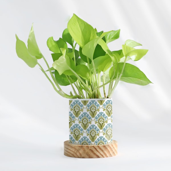 Green Paradise - Money Plant With Pot