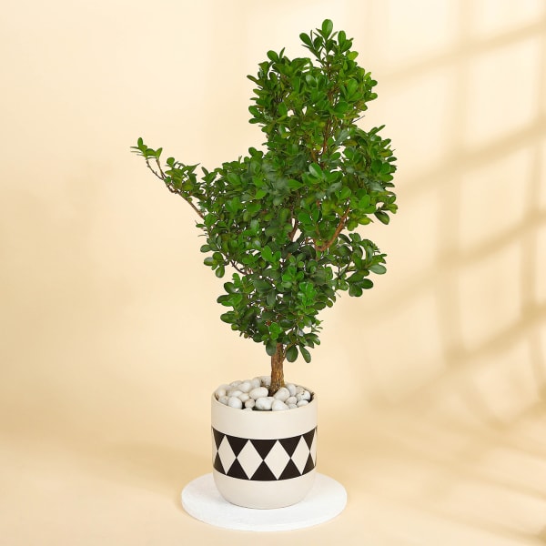 Green Serenity Boxwood Bonsai with Designer Diamond Planter