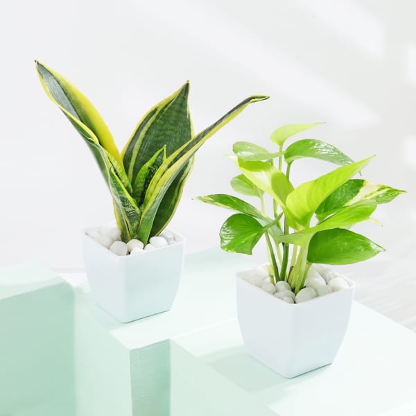 Greenscape Duo - Snake And Money Plant With Pot