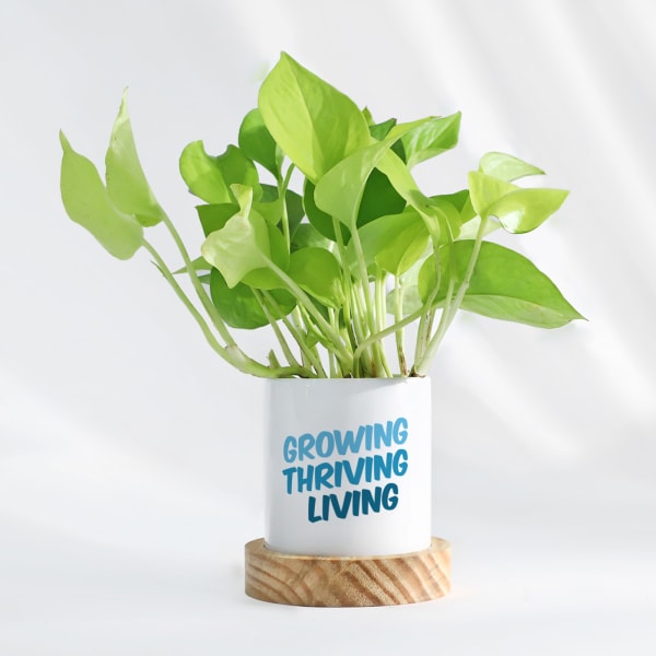 Growing Thriving Living - Money Plant With Pot