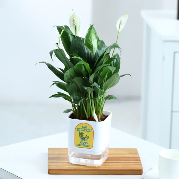 Happy Birthday Peace Lily Plant in Self-Watering Planter