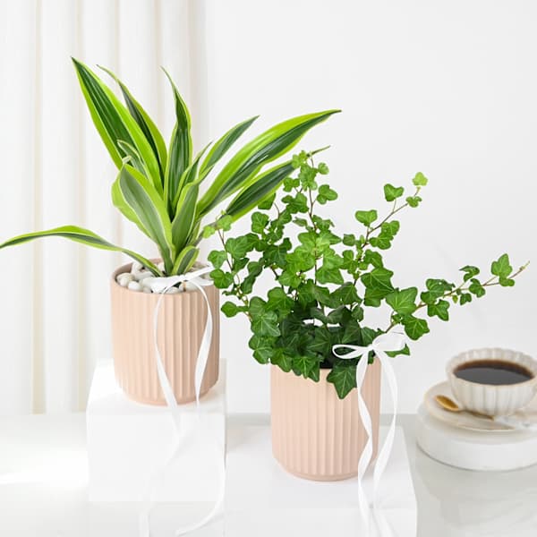 Harmonious Plant Duo