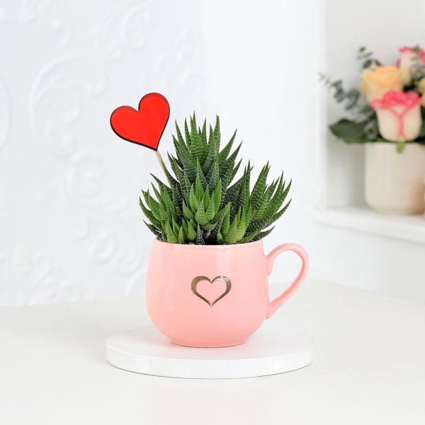 Haworthia Plant With Cup Planter