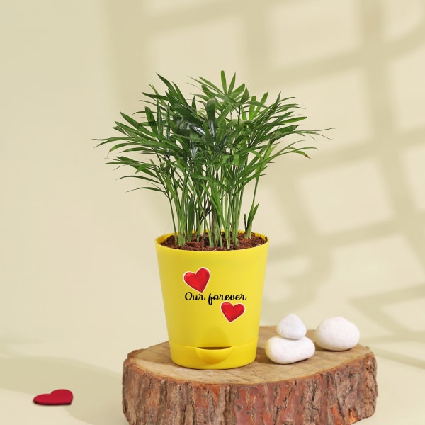 Heart Bamboo Palm Plant