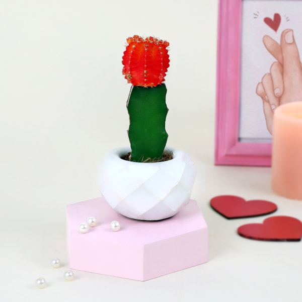 Hearts On a Pot with Moon Cactus
