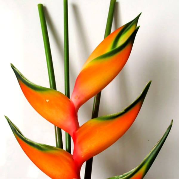 Heliconia Peachy Pink (per Stem)