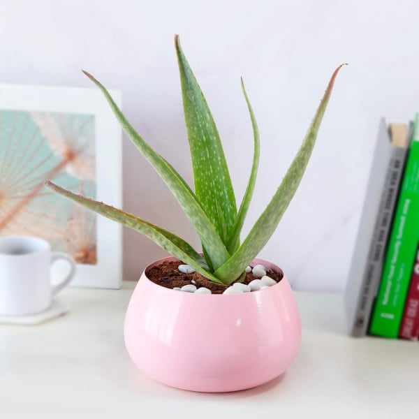 Hello Aloe in Pink