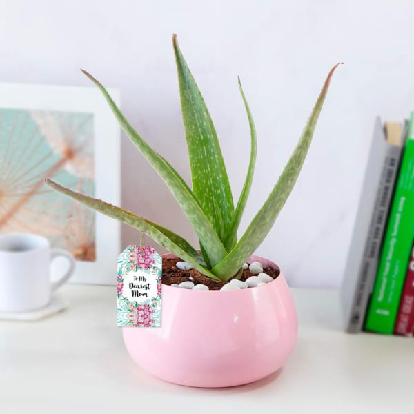 Hello Aloe in Pink for Mom