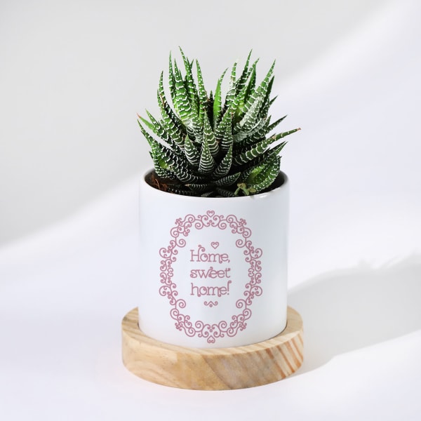 Home Sweet Home - Haworthia Succulent With Personalized Pot