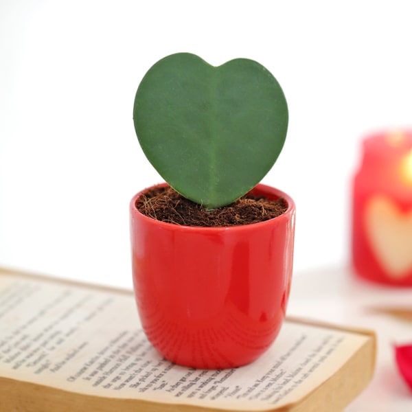 Hoya Heart Plant In Red Planter
