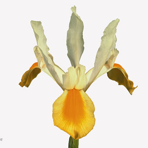 Iris apollo (Bunch of 10)