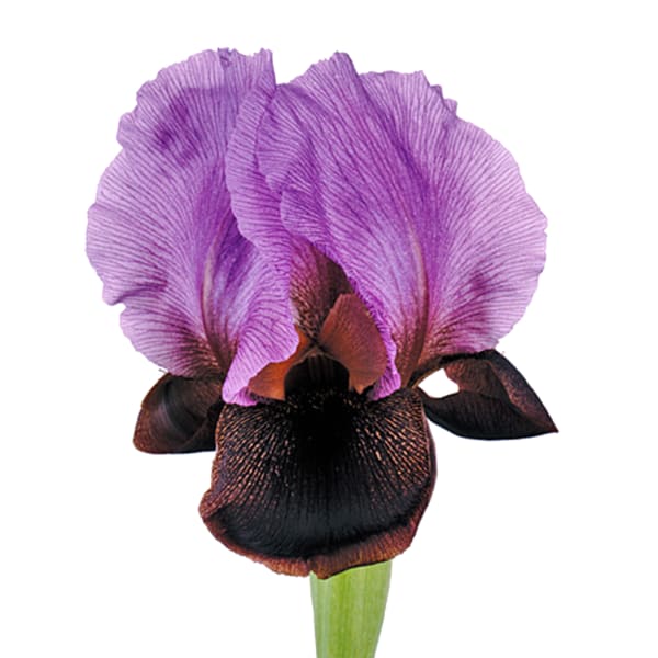 Iris Atropurpurea Ziv (Bunch of 10)