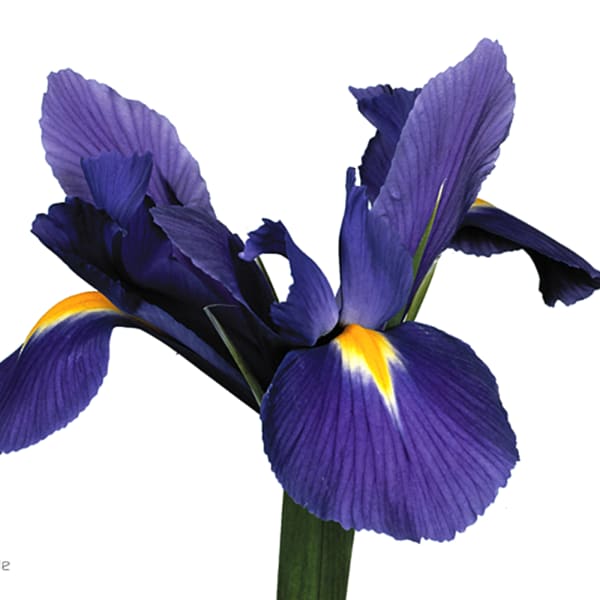 Iris Blue Magic (Bunch of 10)